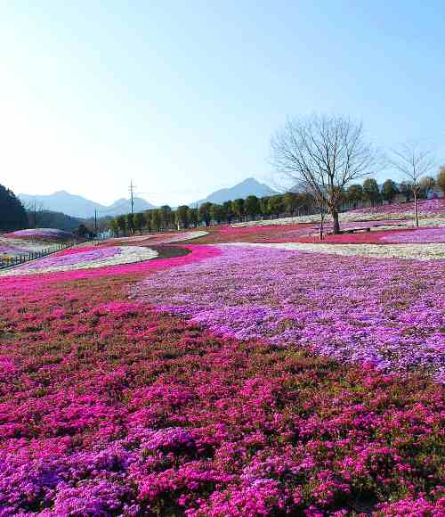 みさと芝桜公園_c0177814_11455889.jpg