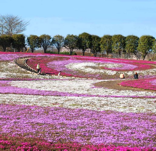 みさと芝桜公園_c0177814_11493482.jpg