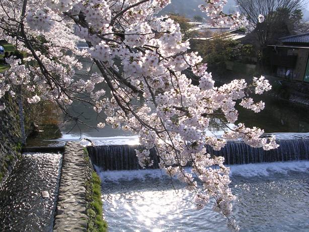 京都・嵐山の桜_a0029616_1571118.jpg