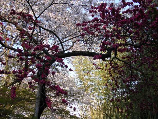 京都・嵐山の桜_a0029616_1583018.jpg