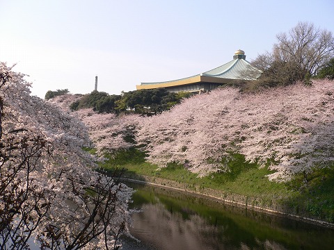 千鳥ヶ淵の桜_f0117618_0272613.jpg