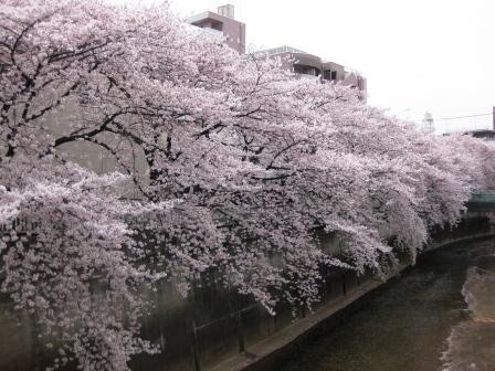 満開の桜～♪_f0155118_649687.jpg