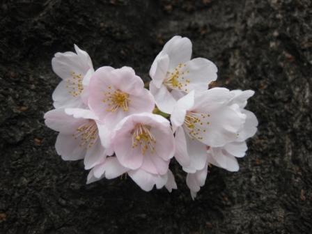 満開の桜～♪_f0155118_6513347.jpg