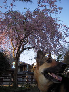 c0090220_1274955.jpg