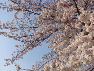 桜　満開☆_b0131021_1404269.jpg