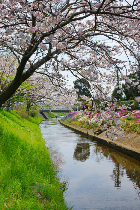 桜とシバザクラ_e0077521_0121948.jpg