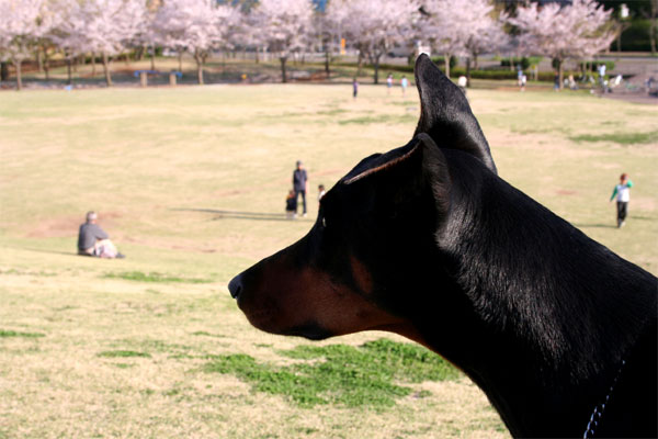 日本の桜熱_b0079523_19402820.jpg