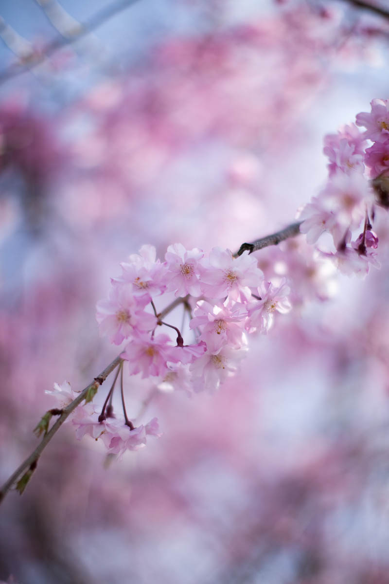 近所の桜_c0097723_21192026.jpg