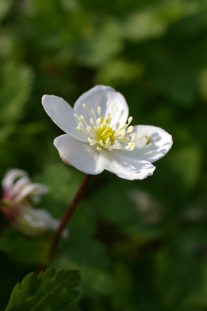 FLOWER　WORLDへようこそ＾＾_b0115524_8172392.jpg