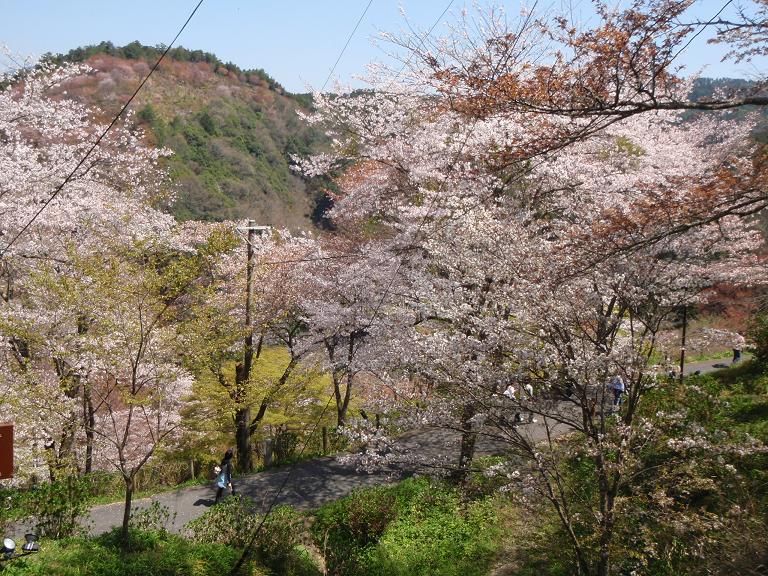 吉野山の桜_e0154524_19442978.jpg
