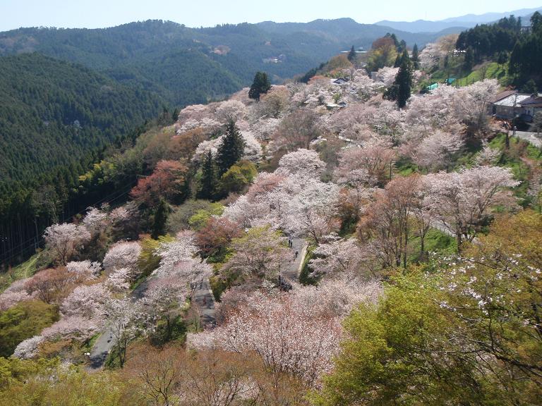吉野山の桜_e0154524_19444546.jpg