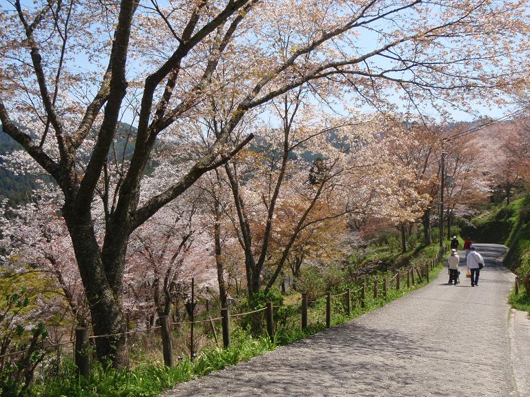 吉野山の桜_e0154524_19445967.jpg