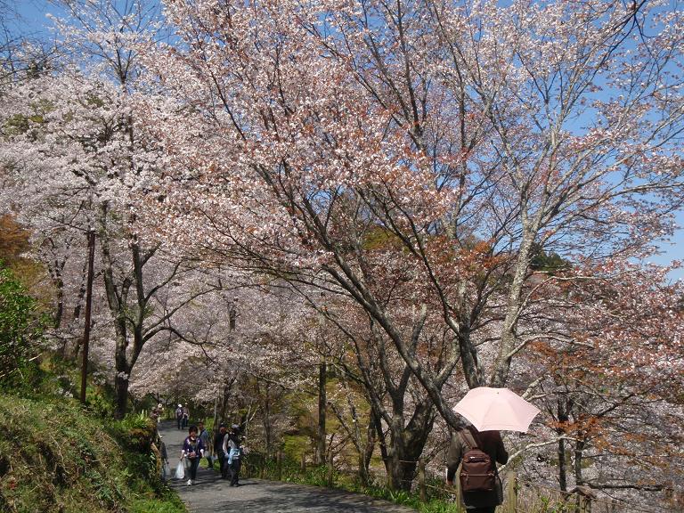 吉野山の桜_e0154524_19454430.jpg