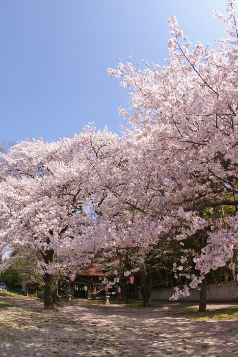 桜の中で朝陽をあびて_d0128730_14515461.jpg