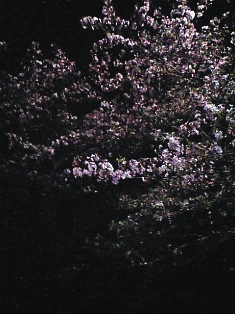 a0085632_0342334.jpg
