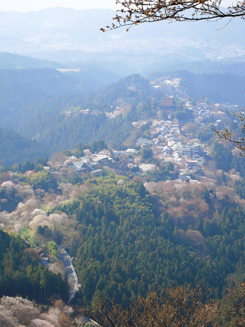 吉野の桜_d0017632_6354191.jpg