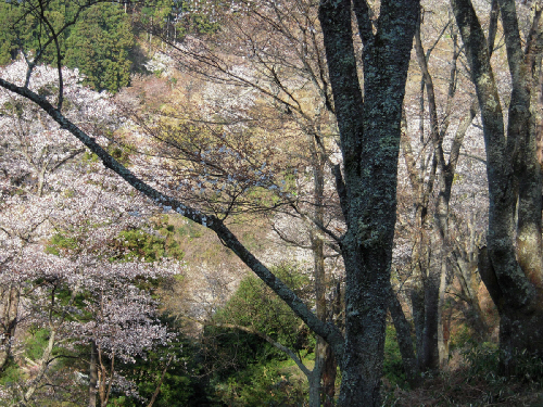 吉野の桜_d0017632_753484.jpg