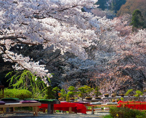 吉野の桜_d0017632_9335779.jpg