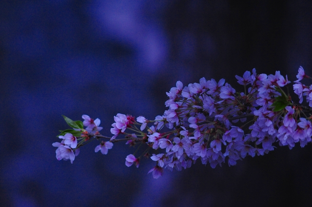 夜桜２_f0050534_1854558.jpg