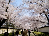 春爛漫の京都を旅してきました♪～4_c0118235_20524153.jpg