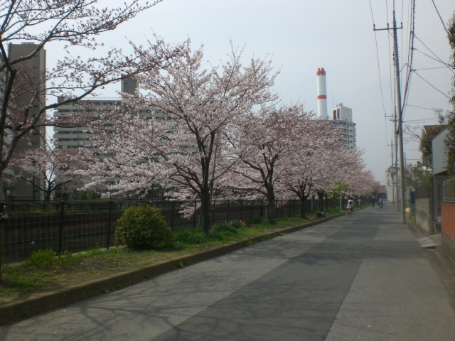 桜　桜　桜_d0139036_13371942.jpg