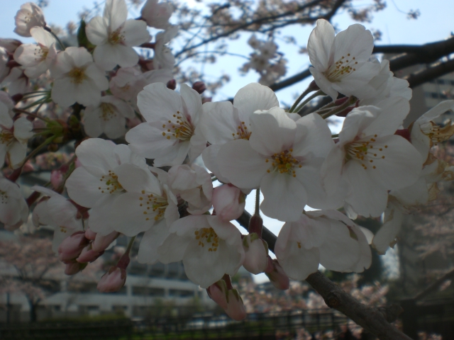 桜　桜　桜_d0139036_134064.jpg