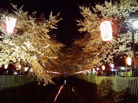 桜さくらヨヨイの宵は_e0058443_11521693.jpg