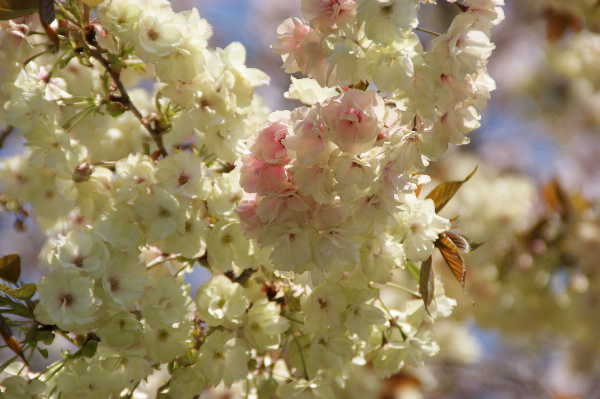続、尾鷲市役所の鬱金桜が咲いてます。_e0111346_1925620.jpg