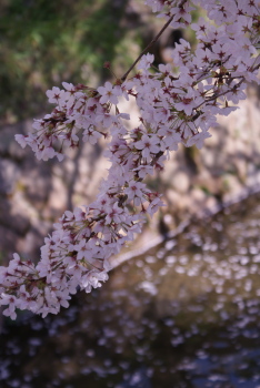 京都・お花見☆_f0205148_2262638.jpg