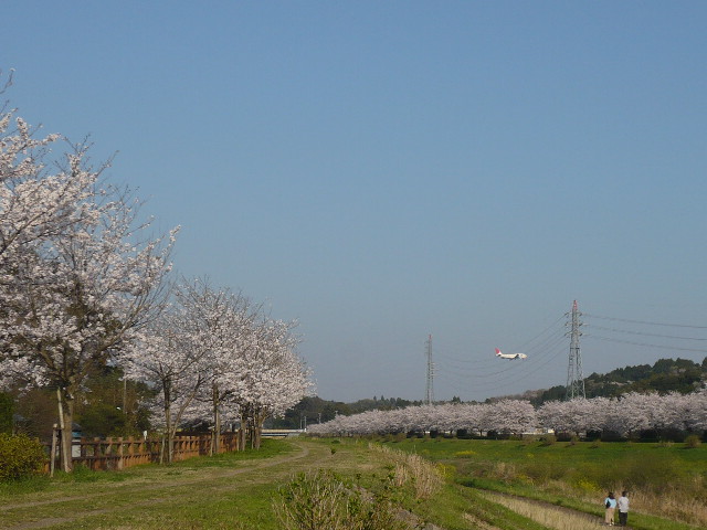 さくら　サクラ　桜_f0193752_104631.jpg