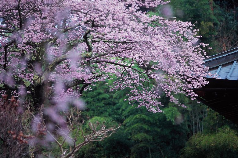 桜と花々・・・_f0169053_21232143.jpg