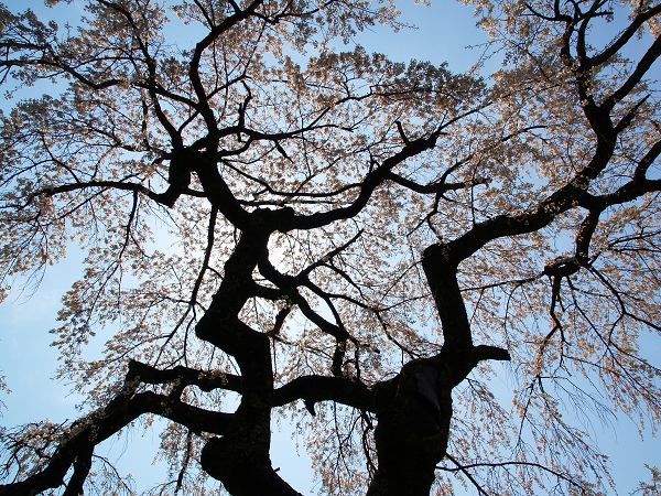 地蔵禅院（２）　子木の枝垂れ桜_f0140054_2144258.jpg