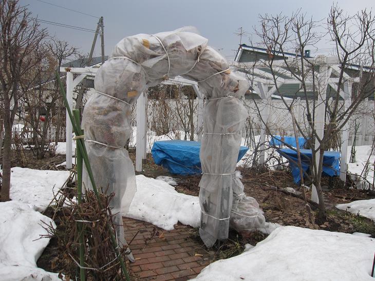 ４月１０日　雪解けが進んでるお庭と恒例の「毛蟹を食べる会」_a0075455_7342297.jpg