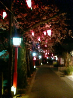 温泉街の桜並木_f0169059_928834.jpg