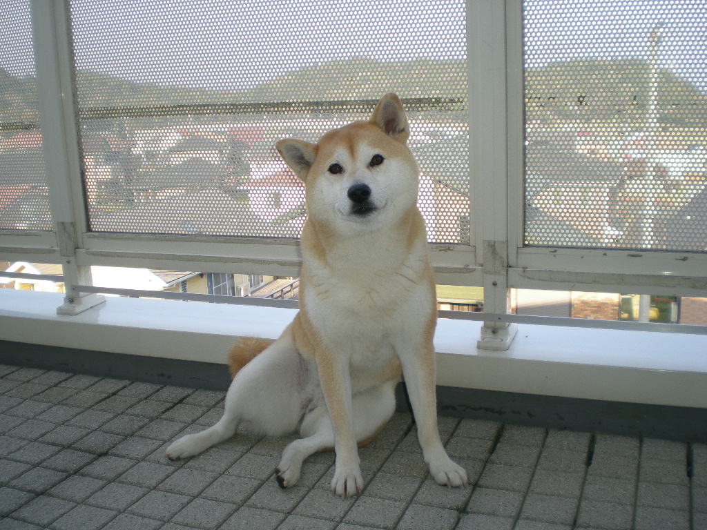 2009年4月10日(金)こころちゃんとお庭で!_f0060461_2115585.jpg