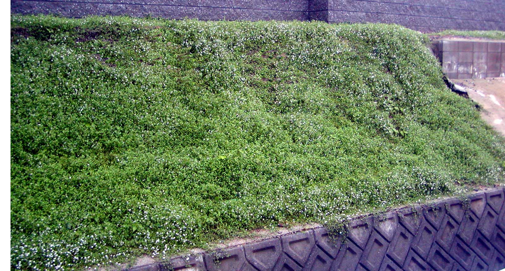 トップ 100 土 留め 植物 画像ブログ