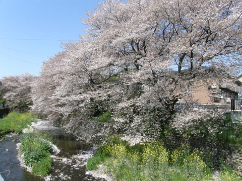 桜の吹雪_e0073762_21334734.jpg