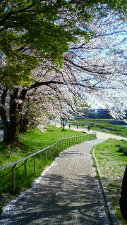 今年最後のお花見！！_c0023165_23463160.jpg