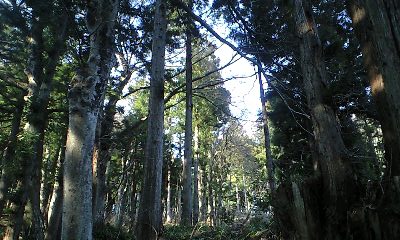 森林の癒やし_c0151965_19263796.jpg