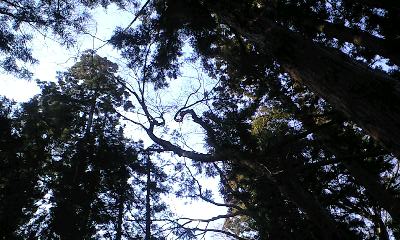 森林の癒やし_c0151965_19264611.jpg