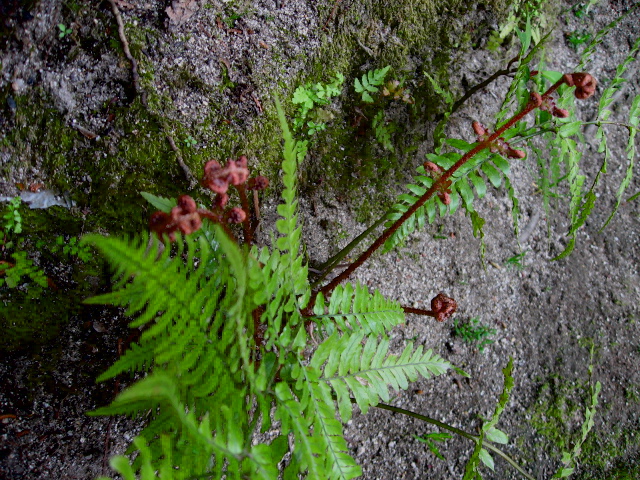 e0139165_32287.jpg