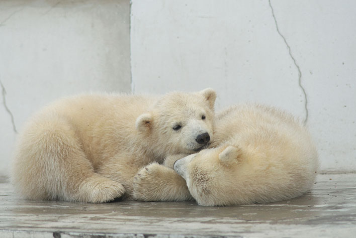 寝姿2 : シロクマツインズin円山動物園