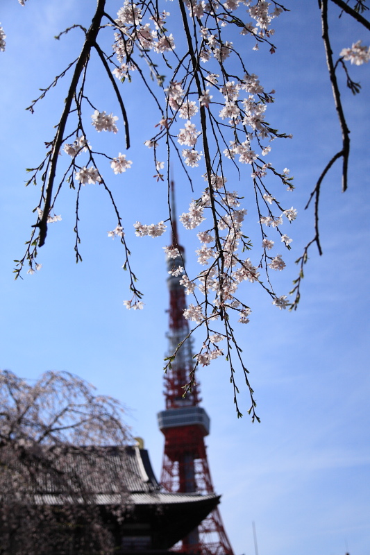 増上寺２_e0096372_227076.jpg