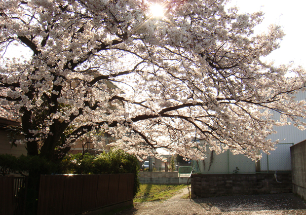 2009.04.10 『アマルコルド(私は覚えている。)』_a0090173_15564214.jpg