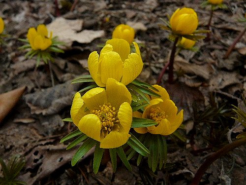 キバナセツブンソウ エランティス キリキカ 野に咲く北国の花 キバナセツブンソウ エランティス キリキカ 野に咲く北国の花