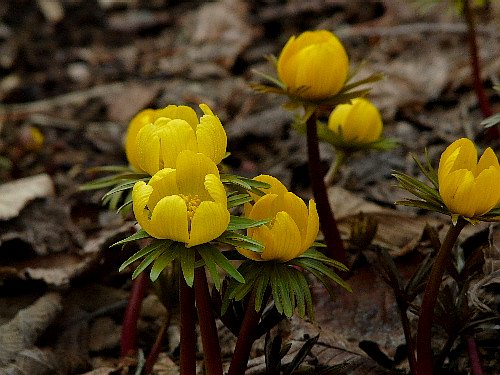 キバナセツブンソウ エランティス キリキカ 野に咲く北国の花 キバナセツブンソウ エランティス キリキカ 野に咲く北国の花