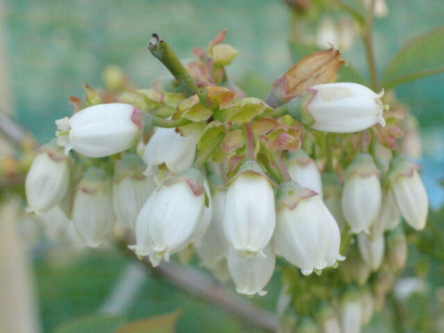 どの花がサザンハイブッシュ系でしょうか ブルーベリーの育て方 栽培 ブルーベリー ノート Blueberrynote