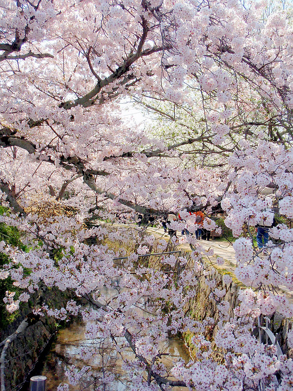 京都哲学の道ー桜盛り_b0122979_2139552.jpg