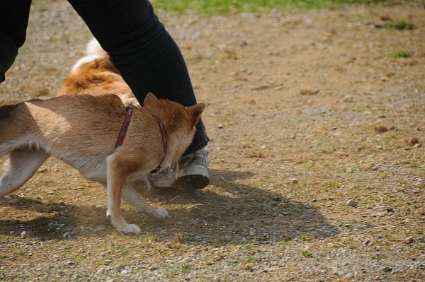 とぶき　200903 30_c0109780_17172288.jpg