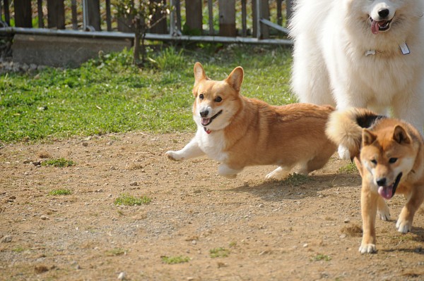 とぶき　200903 30_c0109780_17181385.jpg